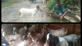 Bibit Kambing Untuk Warga Desa Banua Adolang, yang Berjumlah 100 Ekor melaui DD thn 2024.