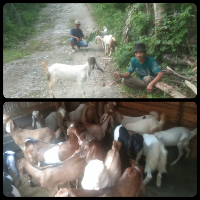 
					Bibit Kambing Untuk Warga Desa Banua Adolang, yang Berjumlah 100 Ekor melaui DD thn 2024.
